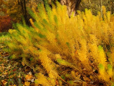 Багаторічники, малорічники, суперрічники.