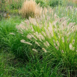 Декоративні злаки - зелена динаміка та затишок для вашого саду!