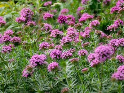 ТОП-10 найпростіших у догляді грунтовкривних рослин