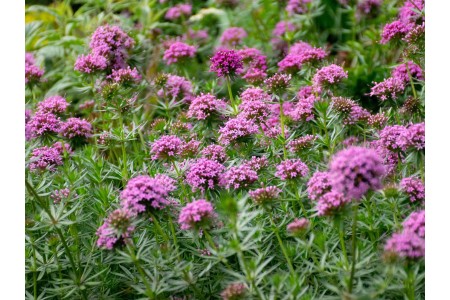 ТОП-10 найпростіших у догляді грунтовкривних рослин