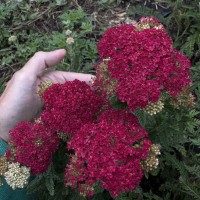 Деревій звичайний 'Cassis'