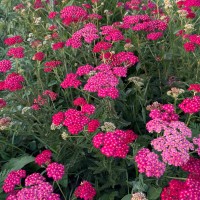 Деревій звичайний 'Cerise Queen'