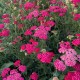 Деревій звичайний 'Cerise Queen'