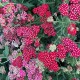 Деревій звичайний 'Cerise Queen'