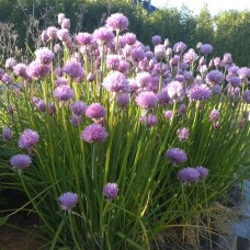 Аліум-шнітт (трибулька)