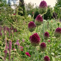 Аліум круглоголовий