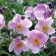 Анемона японська ‘September Charm’ (Anemone × hybrida) — осінній багаторічник