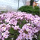 Арабіс кавказький ‘Catwalk Pink’ (Arabis caucasica) — купити саджанець Р9