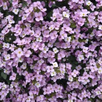 Арабіс кавказький 'Catwalk Pink' 