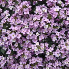 Арабіс кавказький 'Catwalk Pink' 