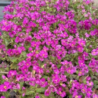 Арабіс кавказький 'Catwalk Pink' 