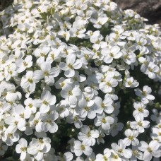 Арабіс кавказький 'Catwalk White' 