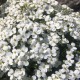 Арабіс кавказький ‘Catwalk White’ (Arabis caucasica) — купити саджанець Р9