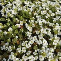 Арабіс кавказький 'Catwalk White' 