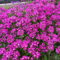 Арабіс війчастий 'Rose Delight' 
