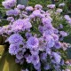 Айстра ново-бельгійська Showmakers "Lilac Sunset"