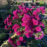 Айстра ново-бельгійська Showmakers "Magenta" 