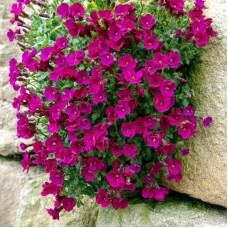 Обрієтта 'Audrey Red'