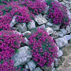 Обрієтта 'Cascade Purple' 