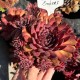 Молодило 'Burnt Embers'