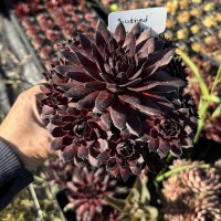Молодило 'Burnt Embers'
