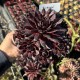 Молодило 'Burnt Embers'