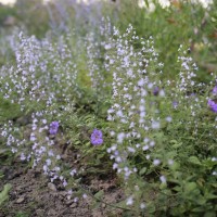 Каламінта 'Blue Cloud'