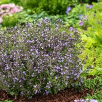 Каламінта 'Marvelette Blue'