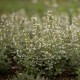 Каламінта ‘Marvelette White’ (Calamintha nepeta) — ароматний багаторічник 25 см