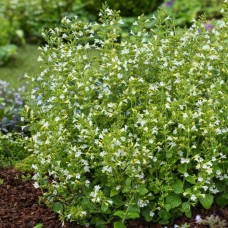 Каламінта 'Marvelette White'