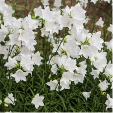 Дзвоники карпатські білі