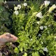 Дзвоники карпатські білі