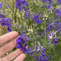 Сокирки польові 50 насінин