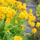 Кореопсис махровий 30 насінин