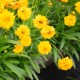 Кореопсис махровий 30 насінин