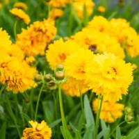 Кореопсис махровий 30 насінин