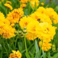 Кореопсис махровий 30 насінин