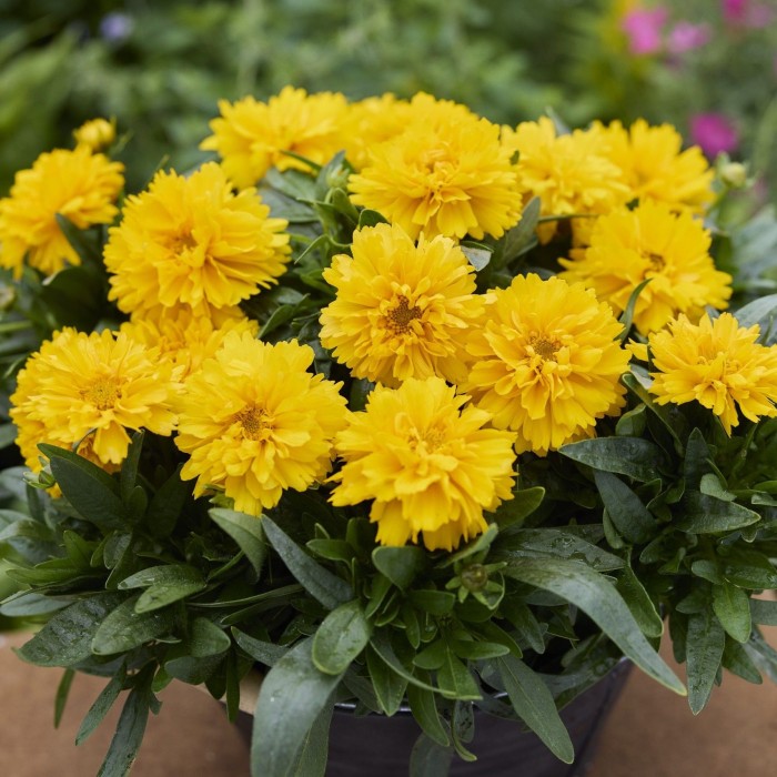 Кореопсис крупноквітковий 'SunGlobe' (Coreopsis grandiflora) - саджанець Р9