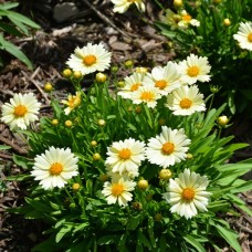 Кореопсис крупноквітковий UpTick™ 'Cream'