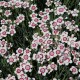 Гвоздика травянка ‘Arctic Fire’ (Dianthus deltoides) — грунтовкривна, 15 см