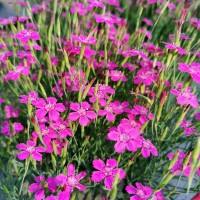 Гвоздика травянка 'Scarlet'