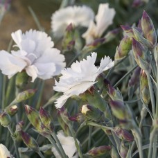 Гвоздика сірувато-блакитна 'Angel Of Purity'