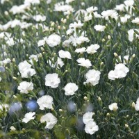 Гвоздика сірувато-блакитна 'Angel Of Purity'