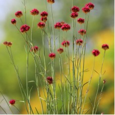 Гвоздика сосноволиста 