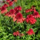 Ехінацея ‘Eccentric’ (Echinacea hybrida) — червона махрова, 65 см
