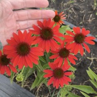 Ехінацея гібридна Red 30-40 насінин