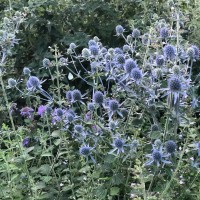 Синьоголовнік плаский 30+ насінин