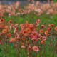 Гравілат Censation ‘Lipstick’ (Geum hybrida) — купити саджанець Р9