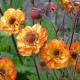 Гравілат ‘Cocktail Alabama Slammer’ (Geum hybrida) — купити саджанець Р9