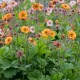 Гравілат ‘Cocktail Alabama Slammer’ (Geum hybrida) — купити саджанець Р9